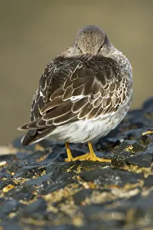 Maritima: Purple Sandpiper