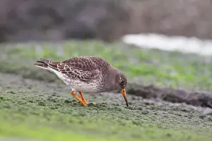 Maritima: Purple Sandpiper