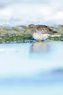Xd6land: Purple Sandpiper