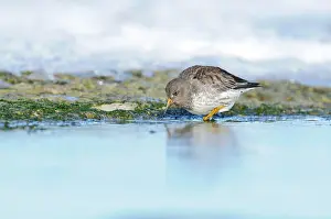 Xd6land: Purple Sandpiper