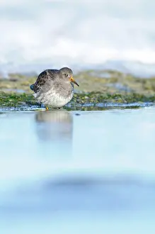 Xd6land: Purple Sandpiper