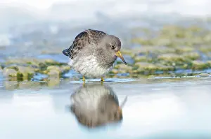 Xd6land: Purple Sandpiper