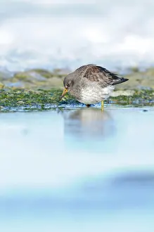 Xd6land: Purple Sandpiper