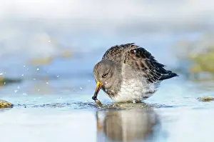 Xd6land: Purple Sandpiper