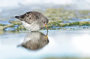 Xd6land: Purple Sandpiper