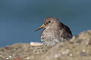 Maritima: Purple Sandpiper