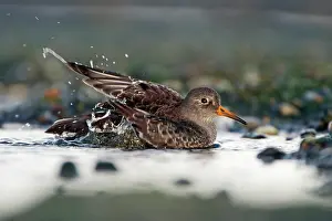 Maritima: Purple Sandpiper