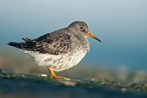 Maritima: Purple Sandpiper