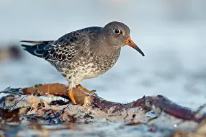 Maritima: Purple Sandpiper