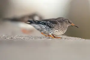 Maritima: Purple Sandpiper