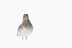 Xd6land: Purple Sandpiper