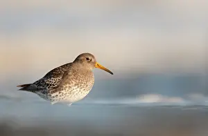 Maritima: Purple Sandpiper