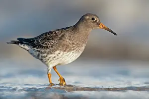 Maritima: Purple Sandpiper