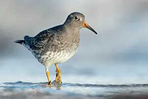 Maritima: Purple Sandpiper
