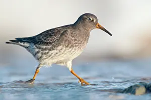 Maritima: Purple Sandpiper