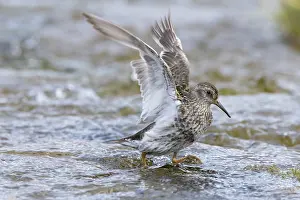 Migratory: Purple Sandpiper