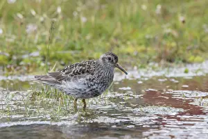 Migratory: Purple Sandpiper
