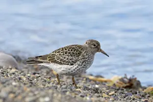 Migratory: Purple Sandpiper