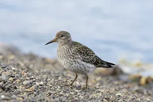 Migratory: Purple Sandpiper