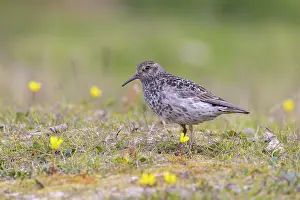 Shorebird: Purple Sandpiper