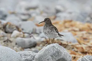 141020: Purple Sandpiper, - adult bird in breeding plumage