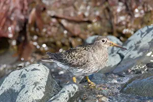 Kelp: Purple Sandpiper - adult in breeding pumage on kelp