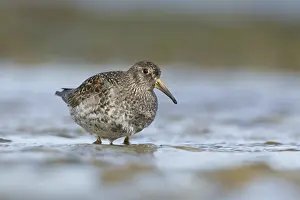 Seals: Purple Sandpiper (Calidris maritima)