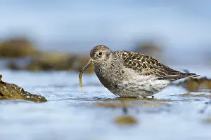 Seals: Purple Sandpiper (Calidris maritima) foraging