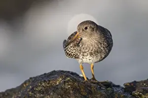 Maritima: Purple Sandpiper (Calidris maritima) foraging o