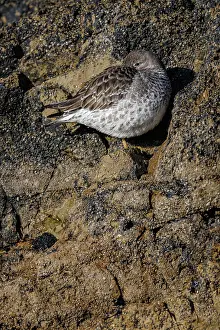 Vertebrates: Purple sandpiper (Calidris maritima) ~ resting on coastal rocks ~ Asturias