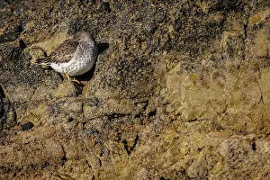 Vertebrates: Purple sandpiper (Calidris maritima) ~ resting on coastal rocks ~ Asturias