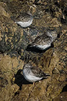 Vertebrates: Purple sandpiper (Calidris maritima) ~ resting on coastal rocks ~ Asturias