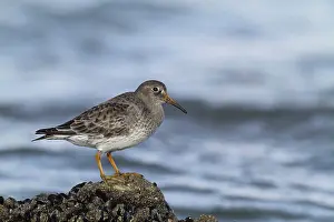 Stint: Purple Sandpiper (Calidris maritima ) on a rock