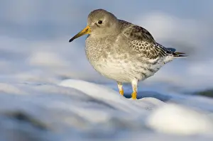 Foam: Purple Sandpiper (Calidris maritima) standing i