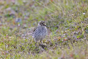 Shorebird: Purple Sandpiper chick