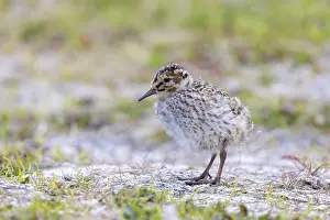 Shorebird: Purple Sandpiper chick