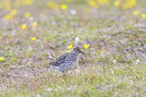 Shorebird: Purple Sandpiper chick