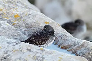Maritima: Purple Sandpiper - resting