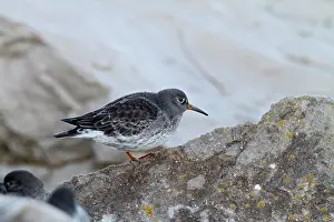 Waiting: Purple Sandpiper - waiting for tide