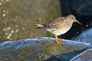 Migratory: Purple Sandpiper winter
