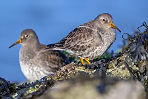 Maritima: Two purple sandpipers (Calidris maritima) in non-breeding