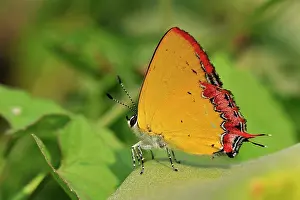 Sapphire: Purple Sapphire Butterfly