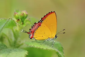 Sapphire: Purple Sapphire Butterfly