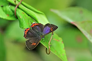 Sapphire: Purple Sapphire Butterfly