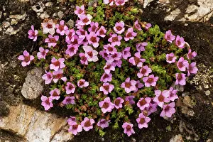 Saxifrage: Purple saxifrage