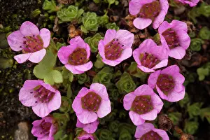 Saxifrage: Purple saxifrage