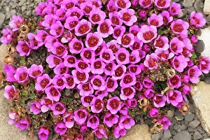 Saxifrage: Purple saxifrage, aka purple Mountain Saxifrage. Arctic