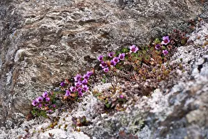 Saxifrage: Purple Saxifrage - Growing in cleft of rock