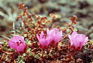 Andrey Zvoznikov: Purple Saxifrage - Russian tundra flowers