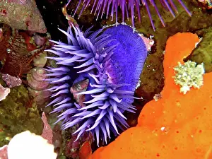 Capensis: Purple Sea Anemone, Knot Anemone (Bunodosoma capensis)